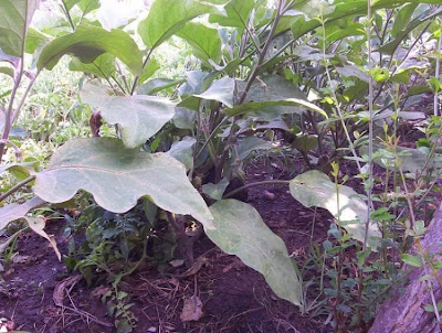Brinjal eggplant