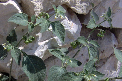 Garden nightshade