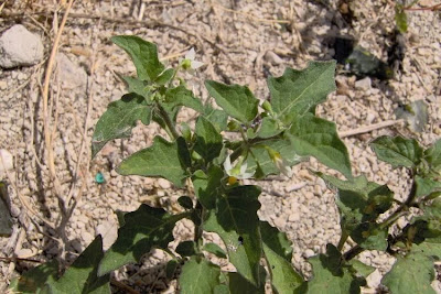 Garden nightshade