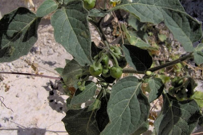 Garden nightshade