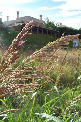 Sagginella