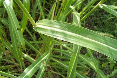 Sagginella