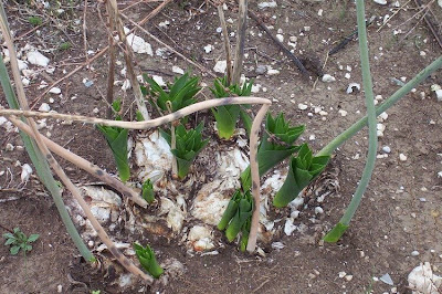 Urginea maritima,
Meerzwiebel,
red squill,
red-squill,
Scilla marittima,
Sea squill,
sea-onion,
sea-squill,
squill,
Squilla,
White Squill