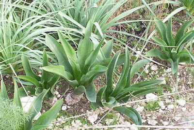 Urginea maritima,
Meerzwiebel,
red squill,
red-squill,
Scilla marittima,
Sea squill,
sea-onion,
sea-squill,
squill,
Squilla,
White Squill