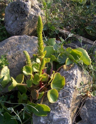 Umbilicus horizontalis,
Little Pennywort,
Narrow Navelwort,
Ombelico di Venere minore