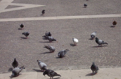 Common Pigeon Common Pigeon