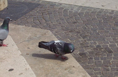 Common Pigeon Common Pigeon