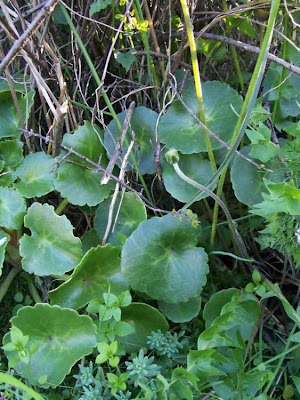 Umbilicus horizontalis,
Little Pennywort,
Narrow Navelwort,
Ombelico di Venere minore