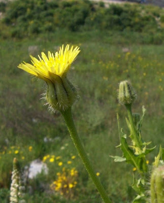 Prickly Golden Fleece