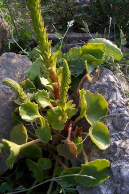 Umbilicus horizontalis,
Little Pennywort,
Narrow Navelwort,
Ombelico di Venere minore