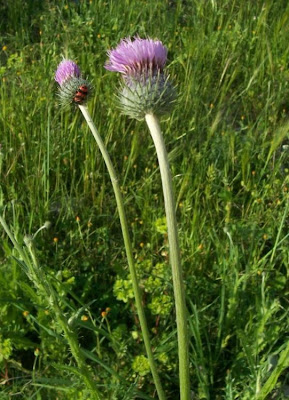 Bunte Distel Bunte Distel