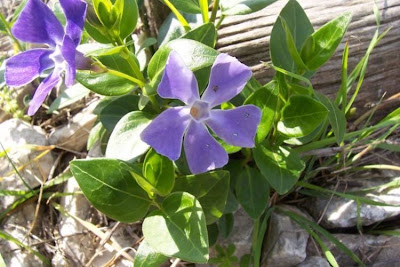 Vinca major L.