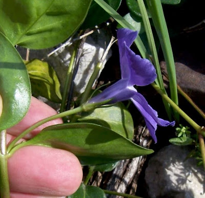 Vinca major L.