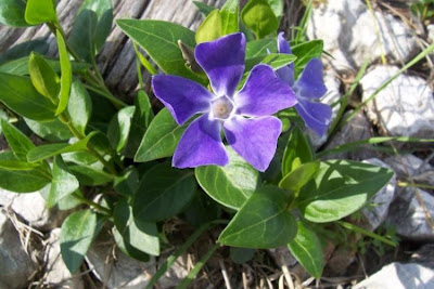 Greater periwinkle
