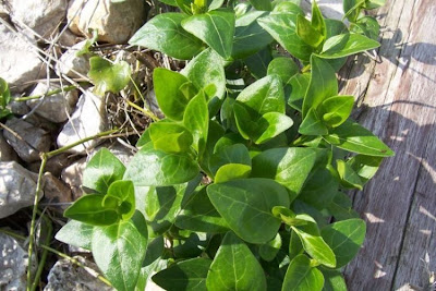 Greater periwinkle
