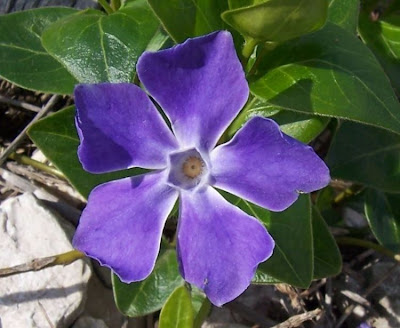 Greater periwinkle
