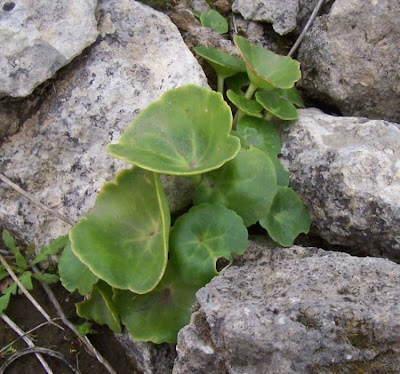 Umbilicus horizontalis,
Little Pennywort,
Narrow Navelwort,
Ombelico di Venere minore