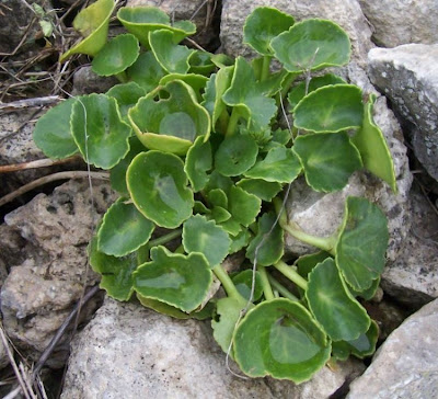 Umbilicus horizontalis,
Little Pennywort,
Narrow Navelwort,
Ombelico di Venere minore