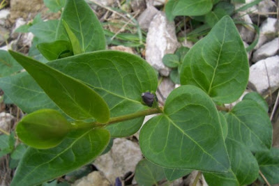 Vinca major L.