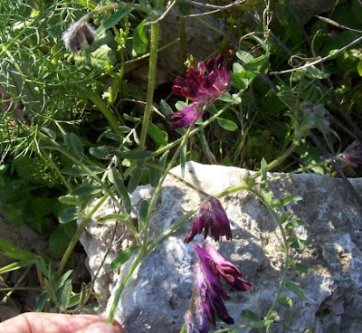 Vesce de Bengale