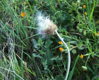 Bunte Distel Bunte Distel