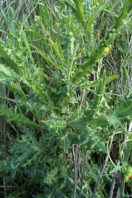 Bunte Distel Bunte Distel