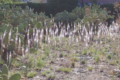 Urginea maritima,
Meerzwiebel,
red squill,
red-squill,
Scilla marittima,
Sea squill,
sea-onion,
sea-squill,
squill,
Squilla,
White Squill
