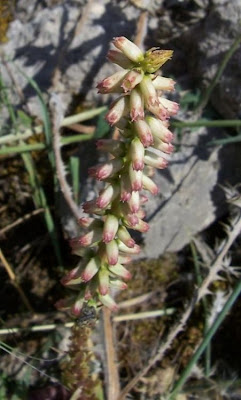 Narrow Navelwort