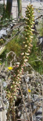 Umbilicus horizontalis,
Little Pennywort,
Narrow Navelwort,
Ombelico di Venere minore