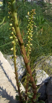 Umbilicus horizontalis,
Little Pennywort,
Narrow Navelwort,
Ombelico di Venere minore