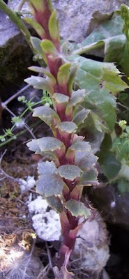 Umbilicus horizontalis,
Little Pennywort,
Narrow Navelwort,
Ombelico di Venere minore