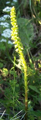 Umbilicus horizontalis,
Little Pennywort,
Narrow Navelwort,
Ombelico di Venere minore