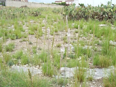 Urginea maritima,
Meerzwiebel,
red squill,
red-squill,
Scilla marittima,
Sea squill,
sea-onion,
sea-squill,
squill,
Squilla,
White Squill