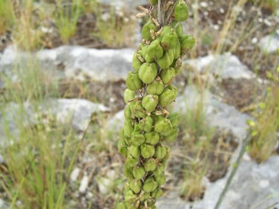Urginea maritima,
Meerzwiebel,
red squill,
red-squill,
Scilla marittima,
Sea squill,
sea-onion,
sea-squill,
squill,
Squilla,
White Squill
