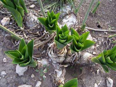 Urginea maritima,
Meerzwiebel,
red squill,
red-squill,
Scilla marittima,
Sea squill,
sea-onion,
sea-squill,
squill,
Squilla,
White Squill