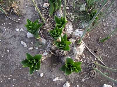 Urginea maritima,
Meerzwiebel,
red squill,
red-squill,
Scilla marittima,
Sea squill,
sea-onion,
sea-squill,
squill,
Squilla,
White Squill