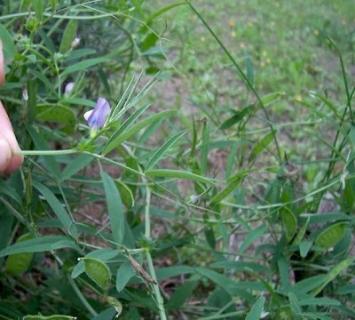 Bithynische Wicke Bithynische Wicke