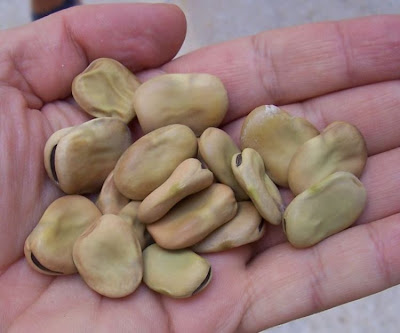 Bell-bean Bell-bean
