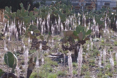 Urginea maritima,
Meerzwiebel,
red squill,
red-squill,
Scilla marittima,
Sea squill,
sea-onion,
sea-squill,
squill,
Squilla,
White Squill