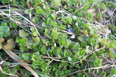 Birdeye speedwell Birdeye speedwell