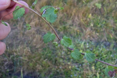 Birdeye speedwell Birdeye speedwell