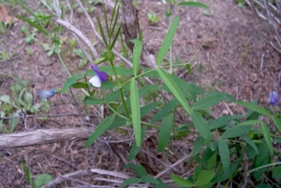 Bithynische Wicke Bithynische Wicke