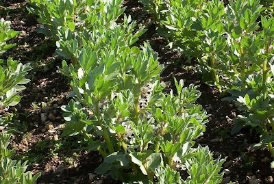 Faba-bean