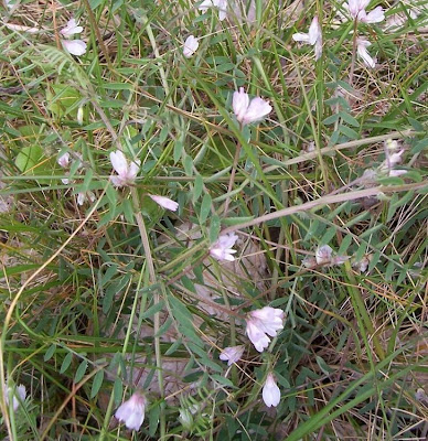 Brown Fruited Vetch Brown Fruited Vetch