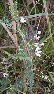 Brown Fruited Vetch Brown Fruited Vetch