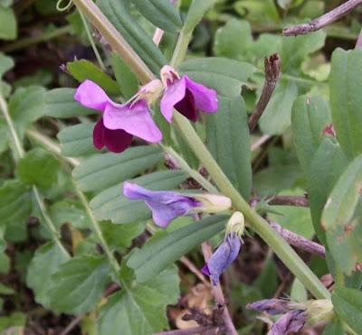 Saat-Wicke Saat-Wicke