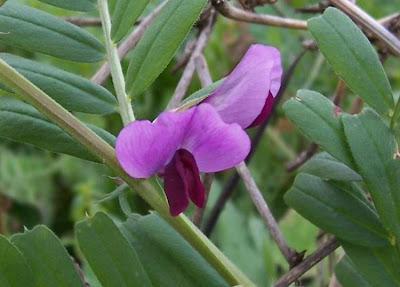 Saat-Wicke Saat-Wicke