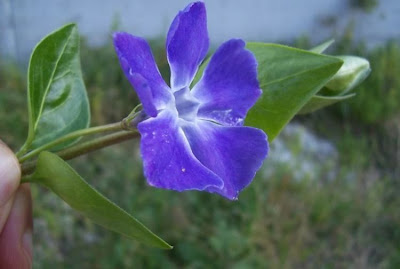Greater periwinkle