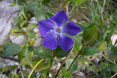 Greater periwinkle