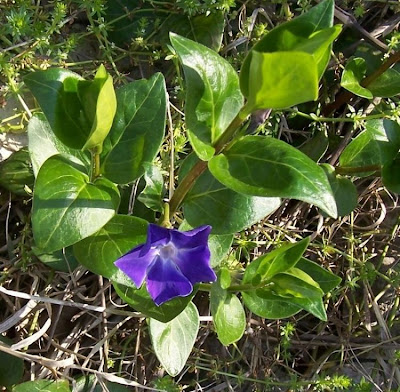 Greater periwinkle